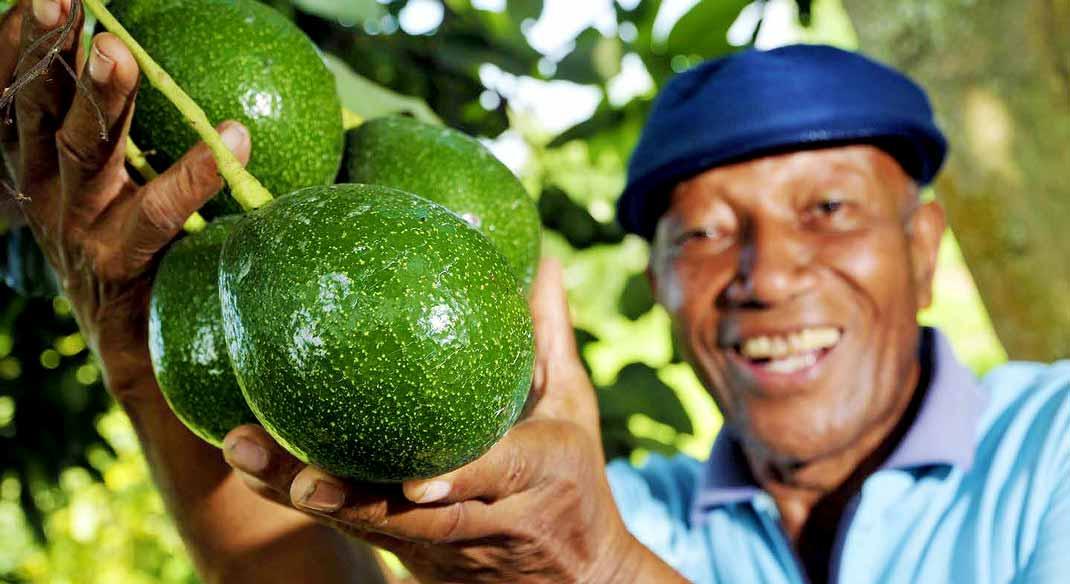 حرب الأفوكادو